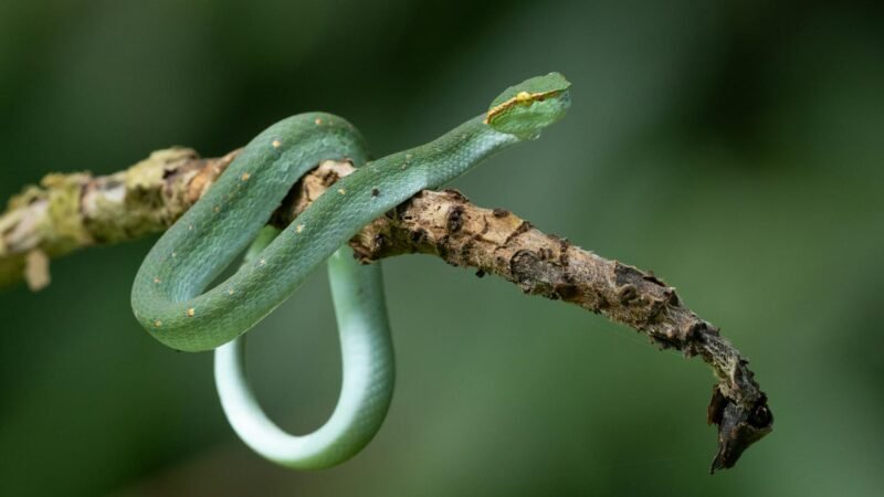 Sonhar com cobra verde: um guia completo para entender seu significado