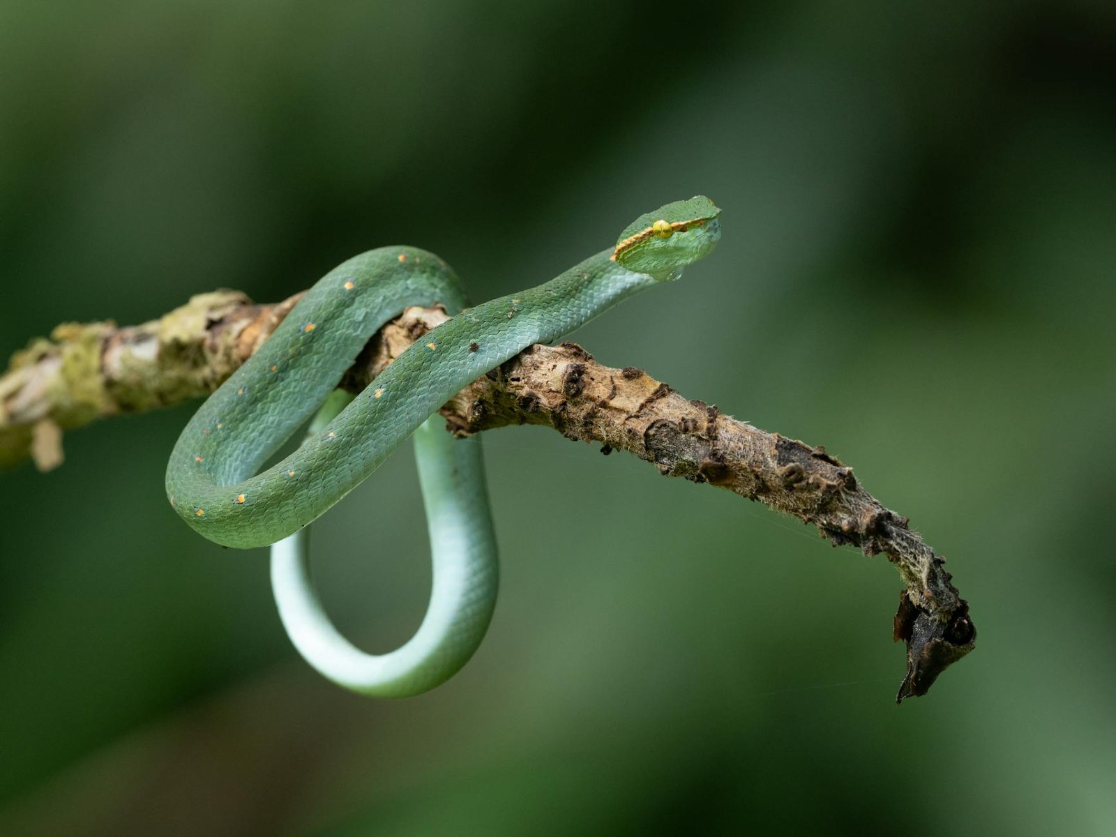 Sonhar com cobra verde: um guia completo para entender seu significado