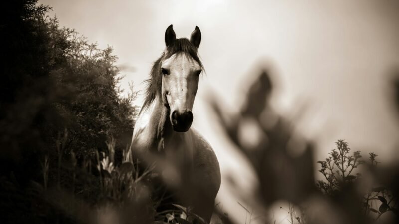 Sonhar com Cavalo: desvende seus desejos e medos