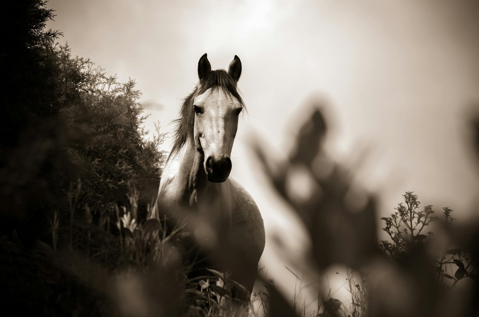 Sonhar com Cavalo: desvende seus desejos e medos