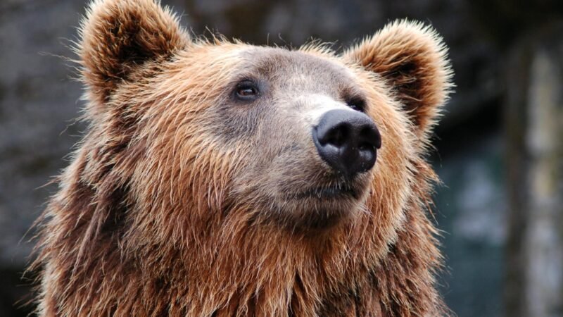Sonhar com Urso: descubra o que esse sonho revela sobre você