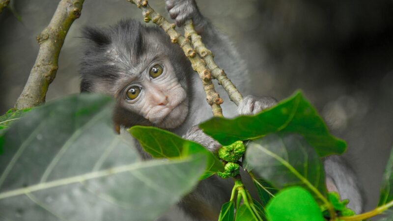 Sonhar com macaco: Um guia completo para interpretar
