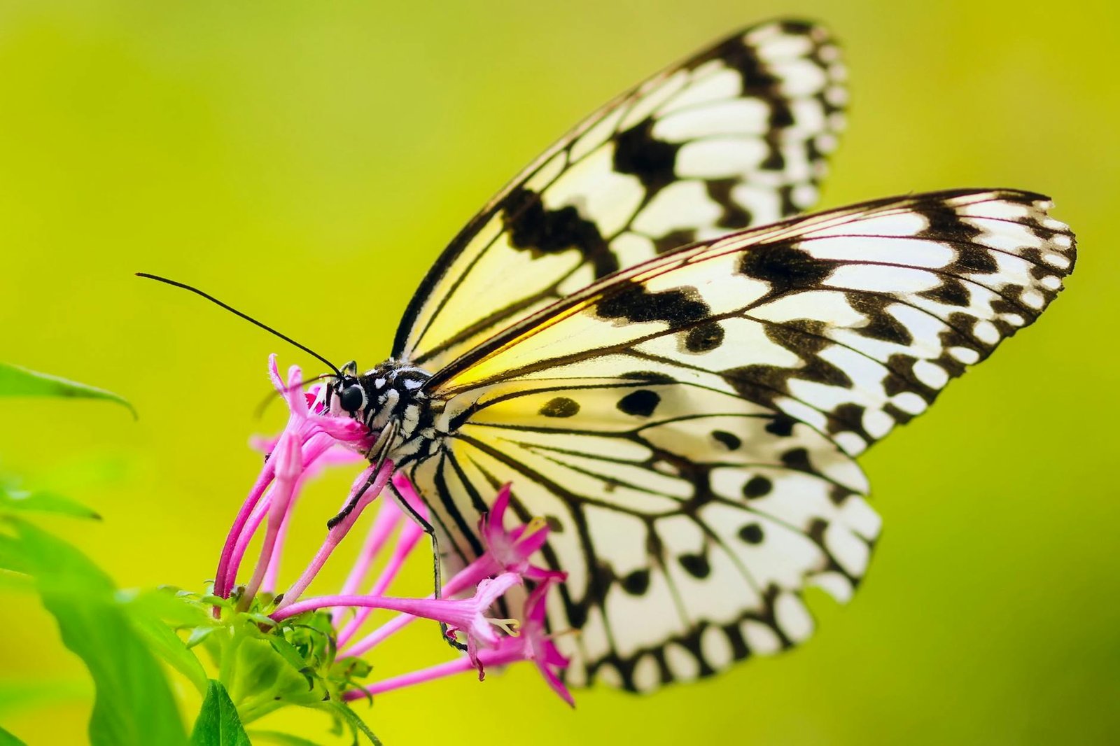 Descubra o Significado de Sonhar com Borboleta: Transformação e Renovação