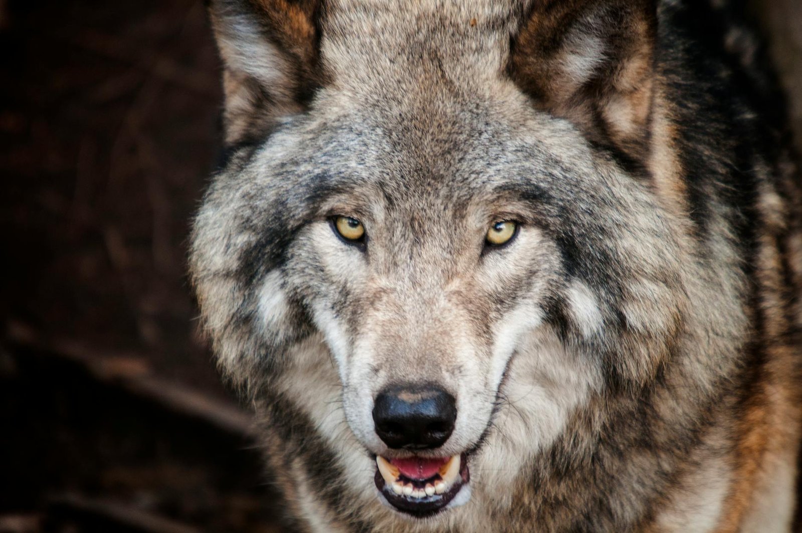 Sonhar com Lobo: Significados, Simbolismos e Mensagens do Subconsciente