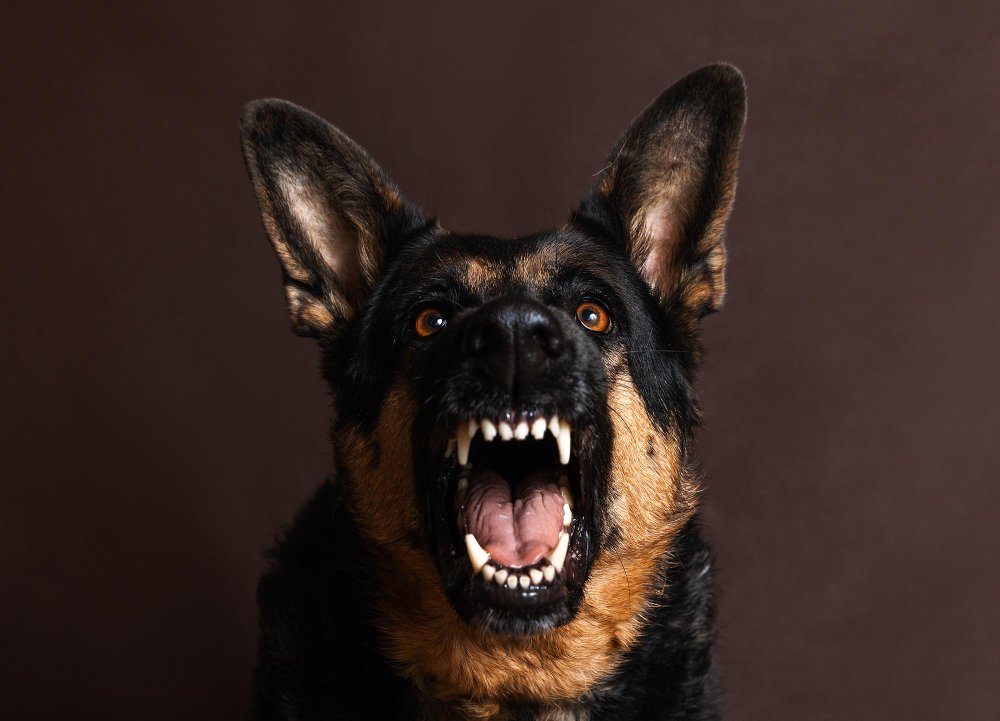 Sonhar com Cachorro Mordendo: Interpretando os Avisos do Inconsciente